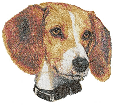 Amerikansk Foxhound