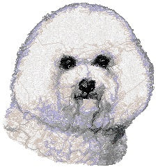 Bichon Frisé