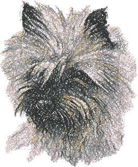 Cairn Terrier