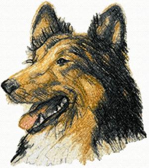 Collie