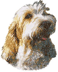 Grand Basset Griffon Vendeen