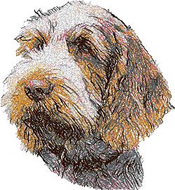 Spinone Italiano