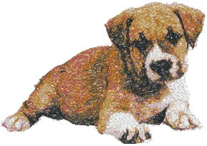 Staffordshire Bullterrier valp