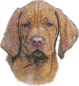 Vizsla valp