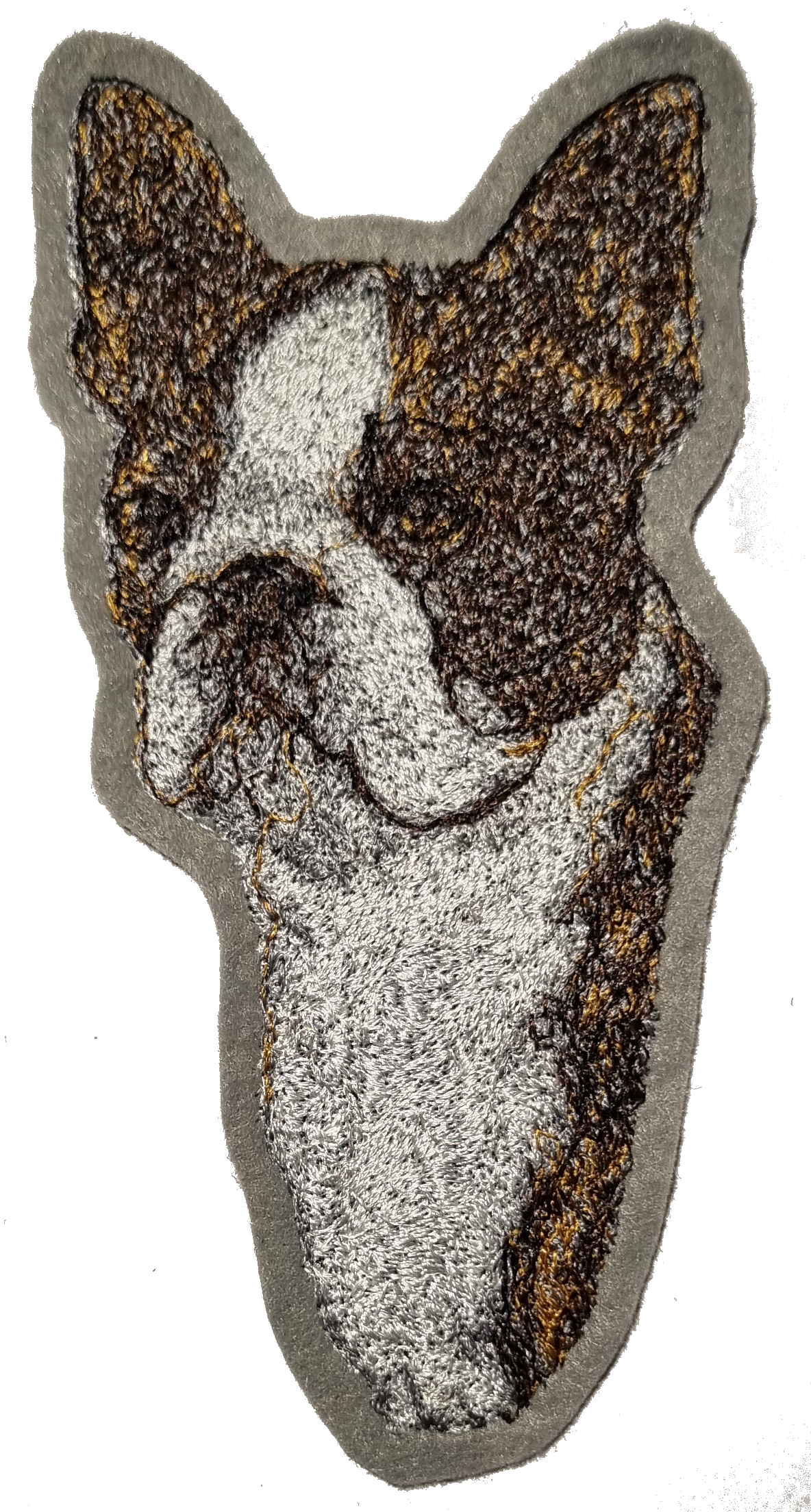 Boston Terrier