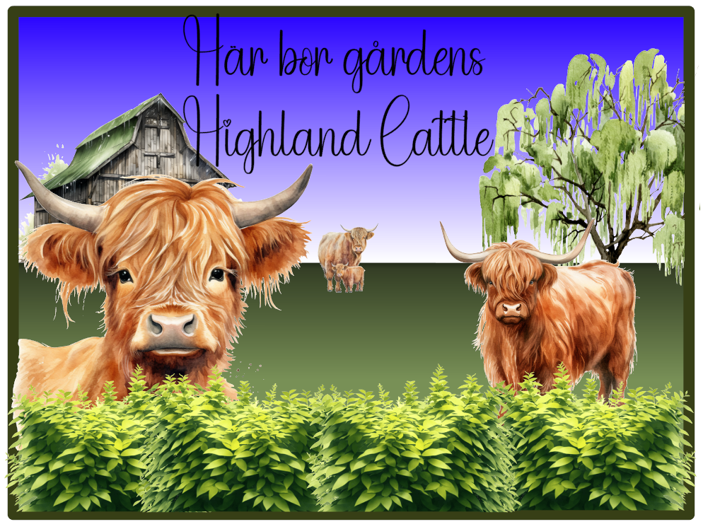 Highland Cattle